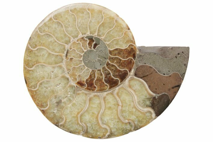 Cut & Polished Ammonite Fossil (Half) - Madagascar #208668